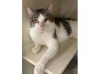 Adopt Presley a White Domestic Shorthair / Mixed Breed (Medium) / Mixed (short
