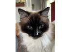 Adopt Hazel a Cream or Ivory (Mostly) Ragdoll / Mixed (medium coat) cat in Fair