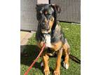 Adopt Zoe Bear a Tricolor (Tan/Brown & Black & White) Rottweiler / Mixed Breed