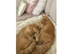 Adopt Bonded Cats a Orange or Red American Shorthair / Mixed (short coat) cat in