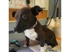 Adopt Minnie a Black - with White Dachshund / Wirehaired Fox Terrier / Mixed dog
