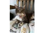 Adopt Pixie a Gray, Blue or Silver Tabby Domestic Shorthair (short coat) cat in