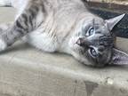 Adopt Tofu a Cream or Ivory (Mostly) Siamese / Mixed (medium coat) cat in