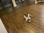 Adopt Hermes a White - with Brown or Chocolate Australian Cattle Dog / American