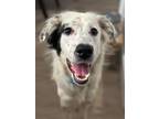 Adopt Chip a White - with Black Australian Shepherd / Retriever (Unknown Type)