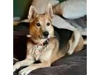 Adopt Hiro a Tan/Yellow/Fawn - with Black German Shepherd Dog / Australian