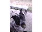 Adopt Apollo a White - with Black Australian Cattle Dog / Mixed dog in Lehi