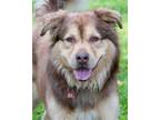 Adopt Apollo a Brown/Chocolate - with Tan Australian Shepherd / Mixed dog in