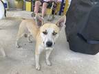 Adopt Blue a White - with Tan, Yellow or Fawn Catahoula Leopard Dog / Mixed dog