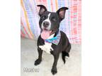 Adopt Mushu a American Pit Bull Terrier / Mixed dog in Gautier, MS (40948502)