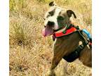 Adopt Blu a Brown/Chocolate Mixed Breed (Small) / Mixed Breed (Medium) / Mixed