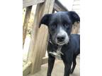 Adopt Meg a Black - with White Labrador Retriever / Australian Cattle Dog /