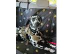 Adopt Red-Located South of Pittsburg a White - with Black Dalmatian / Mixed dog