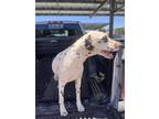Adopt Almond a Brown/Chocolate - with White Dalmatian / Mixed dog in Jurupa