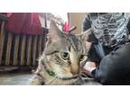 Adopt Emer a Brown Tabby American Shorthair / Mixed (short coat) cat in Glen