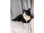 Adopt Cheeko a All Black Domestic Shorthair / Mixed Breed (Medium) / Mixed