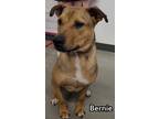 Adopt Bernie a Tan/Yellow/Fawn Shar Pei / Pit Bull Terrier dog in Catoosa