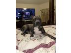 Adopt Ace a Gray/Silver/Salt & Pepper - with White Staffordshire Bull Terrier /