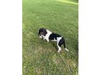 Adopt Apache a Black - with White Basset Hound / German Shorthaired Pointer /