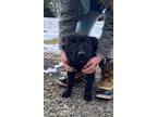 Adopt A Little Looney Litter-Bugs- Located in Kansas a Belgian Malinois /