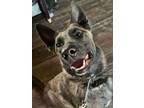 Adopt Goose - Located in Oklahoma a Brindle Dutch Shepherd / Mixed dog in Imlay