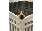 Adopt Apollo a White - with Brown or Chocolate Australian Shepherd dog in