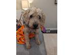 Adopt Lucky a Poodle (Miniature) / Cocker Spaniel dog in Richardson