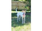 Adopt Flowers : Cosmos (Dutch) a White - with Tan, Yellow or Fawn Foxhound dog