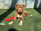 Adopt LeRoy a Brown/Chocolate - with White American Pit Bull Terrier dog in