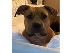 Adopt Yogi a Tan/Yellow/Fawn American Staffordshire Terrier / American Pit Bull