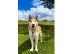 Adopt Sid a Brown/Chocolate - with White Siberian Husky / Mixed dog in Gig