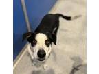 Adopt Flint a White - with Black Border Collie dog in Bartlesville