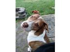 Adopt Lacy a Brown/Chocolate - with White Hound (Unknown Type) / Mutt / Mixed