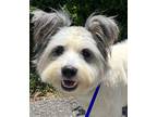 Adopt Odin a White Standard Schnauzer / Papillon dog in Chattanooga