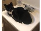 Adopt Tux a Black & White or Tuxedo American Shorthair / Mixed (short coat) cat