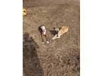 Adopt Skynnyrd a Tan/Yellow/Fawn - with Black Boxer / Terrier (Unknown Type