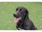Adopt Becky a Black Labrador Retriever / Mixed dog in Ottawa, ON (41337406)