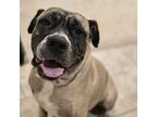 Adopt Lahni! DNA tested! a Tricolor (Tan/Brown & Black & White) Bullmastiff /