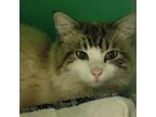 Adopt BAI HU - FFPR a Gray or Blue (Mostly) Siamese / Mixed (long coat) cat in