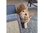 Adopt Maple a Orange or Red Tabby Tabby / Mixed (short coat) cat in Roeland