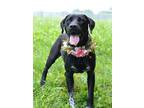 Adopt Artemis - Adoptable a Labrador Retriever / Mixed Breed (Medium) / Mixed