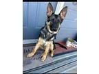 Adopt Max a Black - with Tan, Yellow or Fawn German Shepherd Dog / German