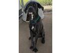 Adopt Glasco a Black Cane Corso / Mixed Breed (Medium) / Mixed (short coat) dog