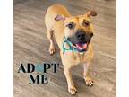 Adopt Liam a Tan/Yellow/Fawn Mixed Breed (Small) / Mixed Breed (Medium) / Mixed