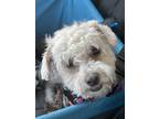 Adopt Peaches a White Miniature Poodle / Mixed Breed (Small) / Mixed dog in LAS