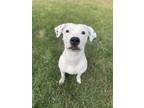 Adopt Cornbread! Deaf! a White - with Black Dalmatian / Pit Bull Terrier / Mixed