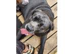 Adopt Jade a Gray/Silver/Salt & Pepper - with White Cane Corso / Shar Pei /