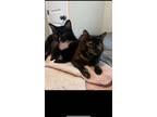 Adopt Caine and lazarus a Black & White or Tuxedo American Shorthair / Mixed