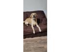 Adopt Bruno a Tan/Yellow/Fawn Golden Retriever / Labrador Retriever / Mixed dog
