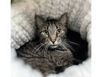 Adopt Freddy a Domestic Shorthair / Mixed cat in Kingston, NY (41016765)